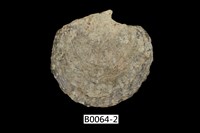 藏品(黑蝶珍珠蛤)的圖片